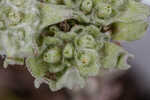 Bighead pygmycudweed